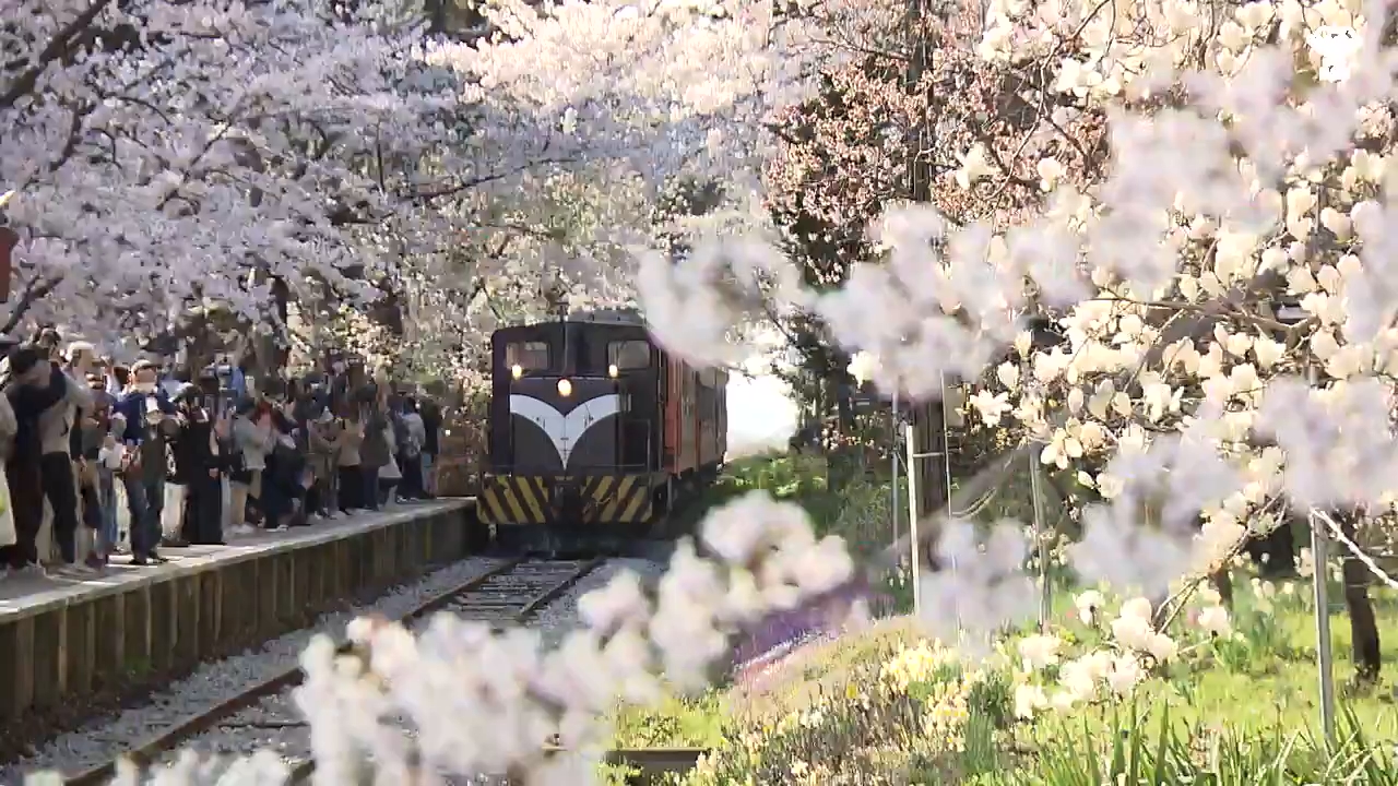 桜輪切のローテーブル㊱ユッケたん❕　桜の綺麗な年輪がいいですよ❕脚はテーパ 桜輪切のローテーブル㉜ 桜の綺麗な年輪がいいですよ❕ 【公式通販】