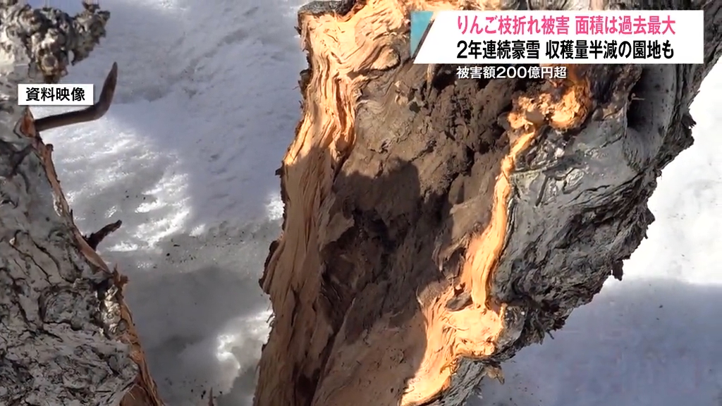 総額200億円超 豪雪による農業被害深刻 9割以上がりんごの枝折れ幹折れ