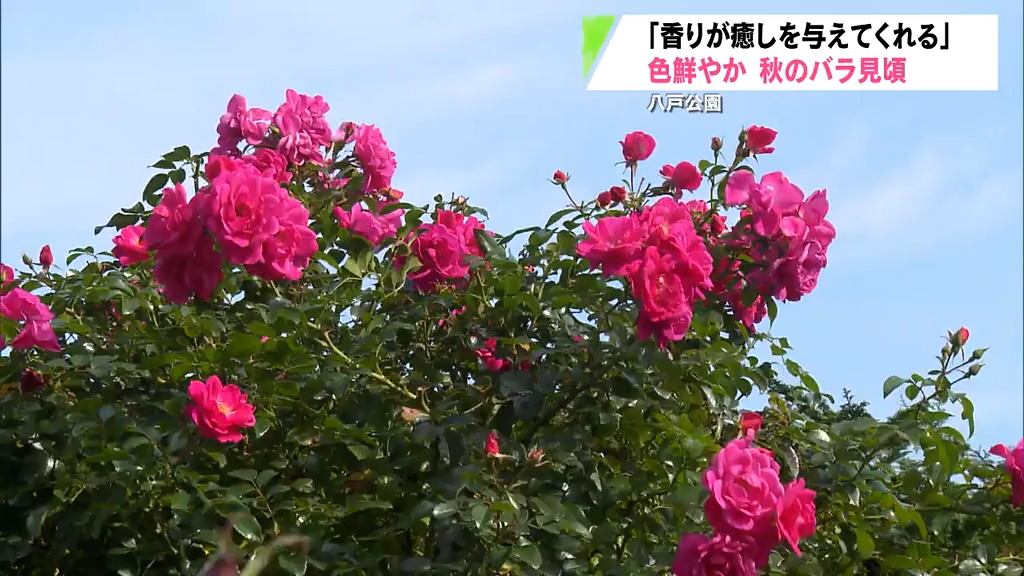 300種類1000本の秋バラが見ごろ 「香りが癒やしを与えてくれます