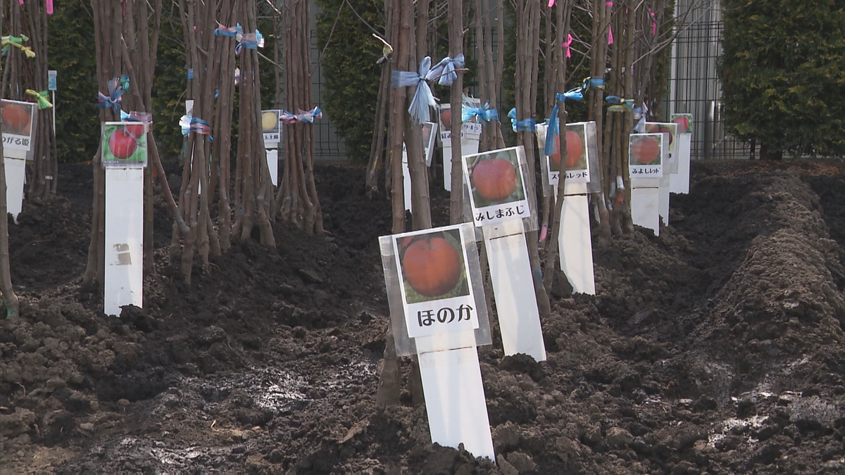 りんごの苗木が不足　人気品種は再来年まで入手しづらく…苗木確保へ種苗店の取り組みは？　青森県弘前市