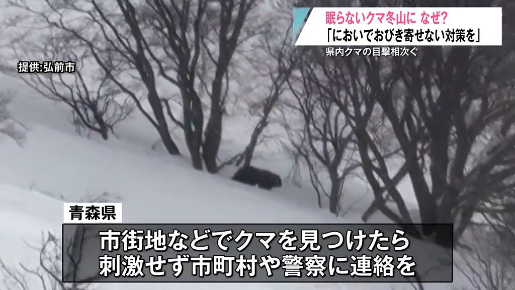 眠らないクマ冬山に　なぜ冬眠しない？　どう対応したら良いのか専門家に聞く　岩木山　青森県弘前市