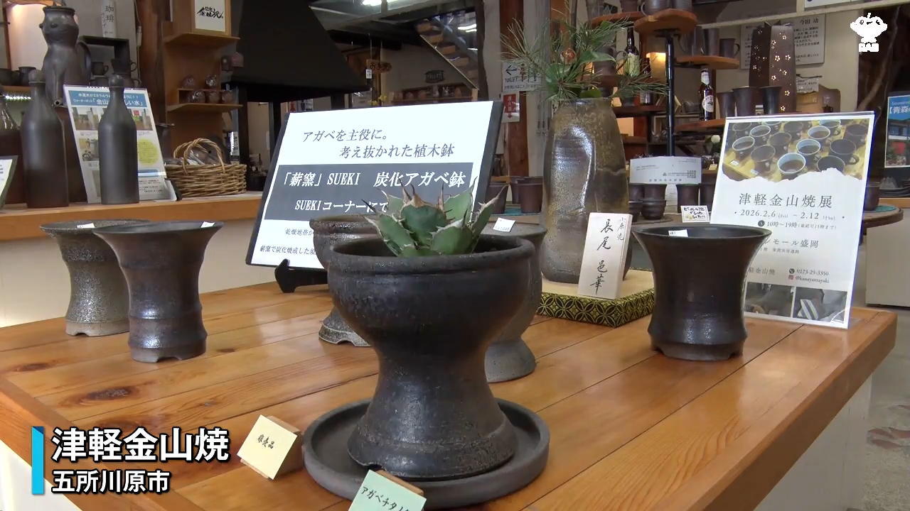 人気上昇中の多肉植物「アガベ」の専用鉢を開発 津軽金山焼が焼く20
