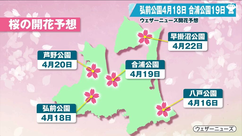 5回目の桜開花予想　青森県内の名所は…？