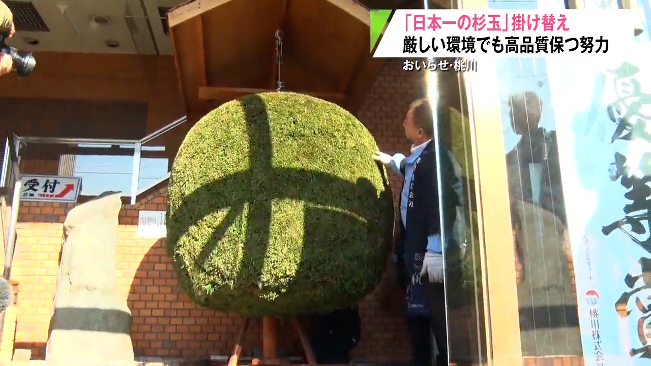 日本最大級の軽トラック7台分！酒造会社の桃川が新酒の出荷にあわせて2