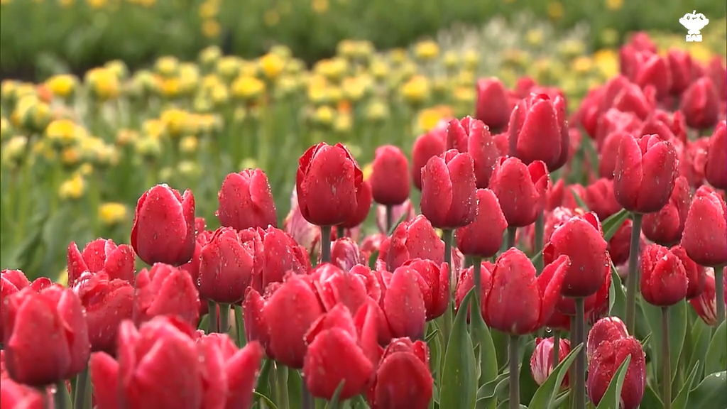 壮観！300品種10万株のチューリップが咲き始め 見ごろは今週後半か