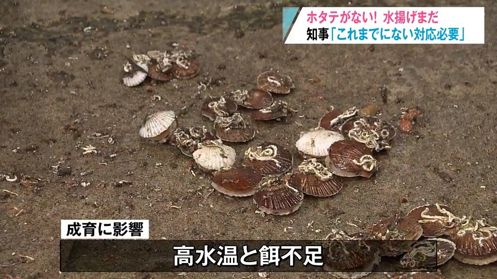 「今までにない現象です」一大産地・平内町でホタテ水揚げ始まらず　“かき入れ時”大型連休なのに半成貝が無い！視察した宮下知事は「これまでにない対応が必要」