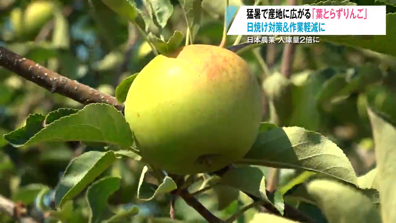 猛暑の影響で「葉とらずりんご」が拡大！？入庫量が2倍に増えるところ