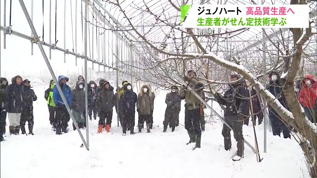 デビュー７年目は「かなり大きな花芽」　独自品種ジュノハートのせん定講習会　青森県南部町