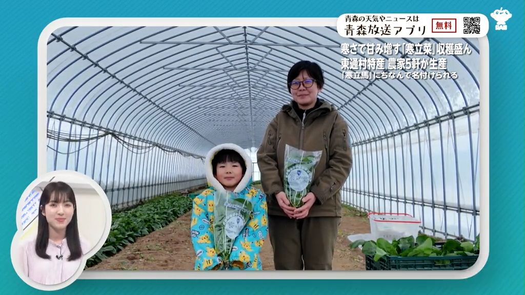 親子で収穫！寒さで甘み増す特産“寒立菜”ご賞味あれ　青森県東通村