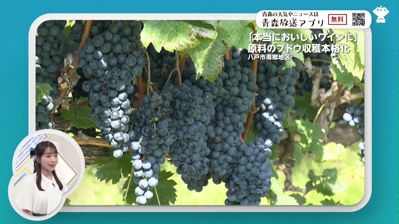 葉タバコに変わるブドウで「ワインの里」へ！糖度高くおいしいワインに