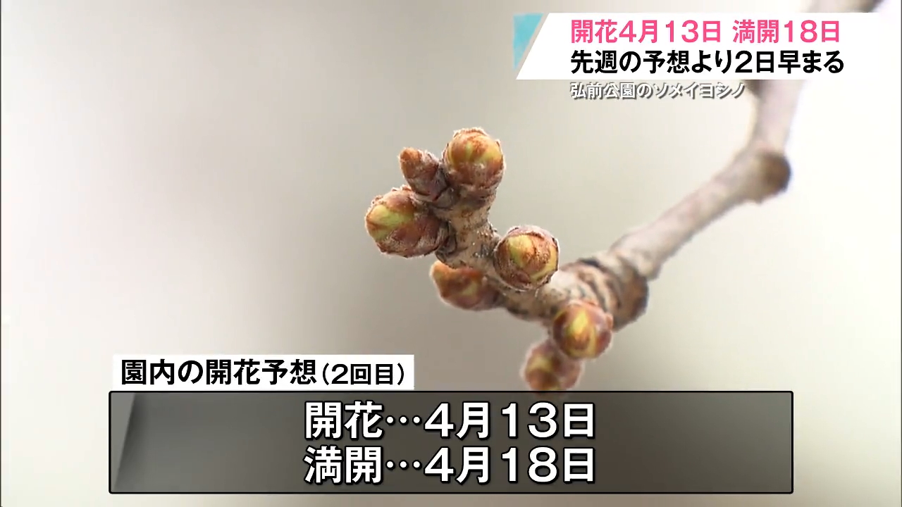 弘前公園 4月13日開花予想 1週間の気温が平年に比べ1.6℃高く推移
