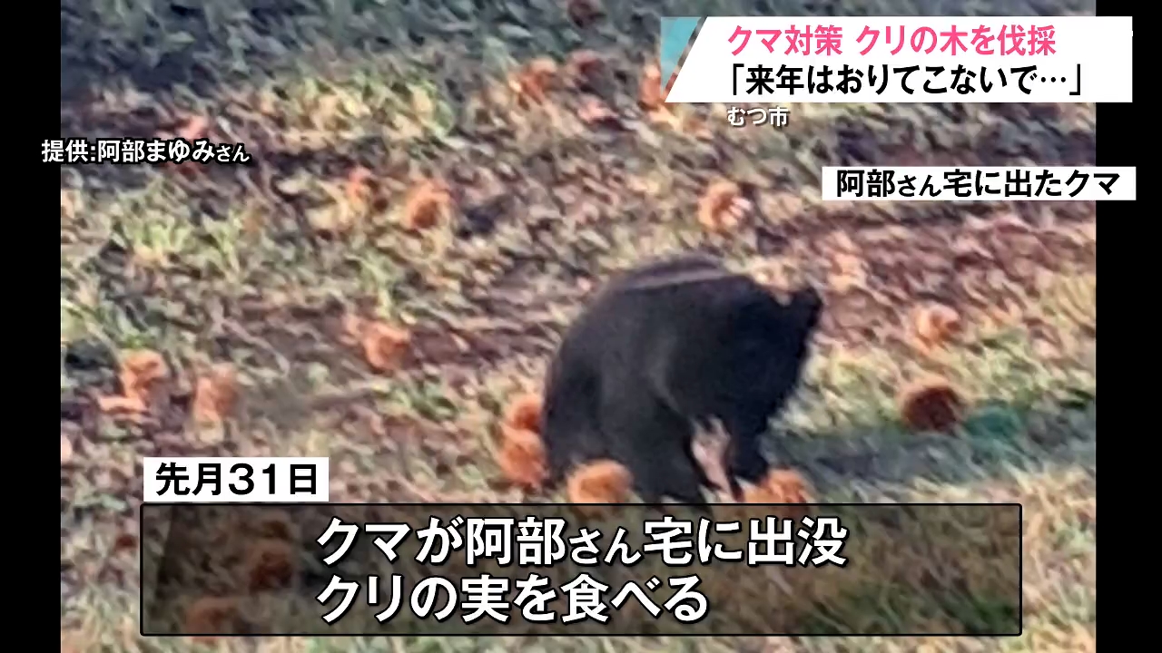 大変なことになる」自宅のクリの木にクマが…青森県むつ市が果樹の