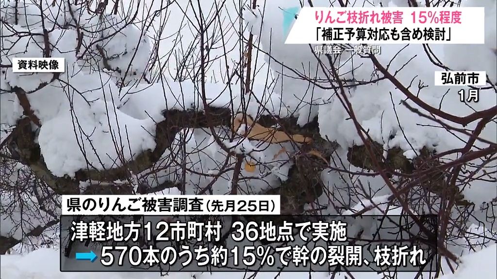 【豪雪災害】りんご園の枝折れ被害が全体の15パーセントで確認　青森県が追加の支援策を検討