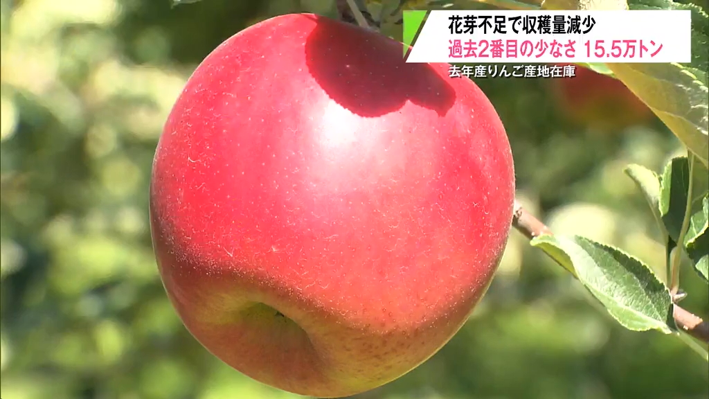 青森県産りんごの在庫 高温による花芽不足で過去2番目の少なさ（2025年