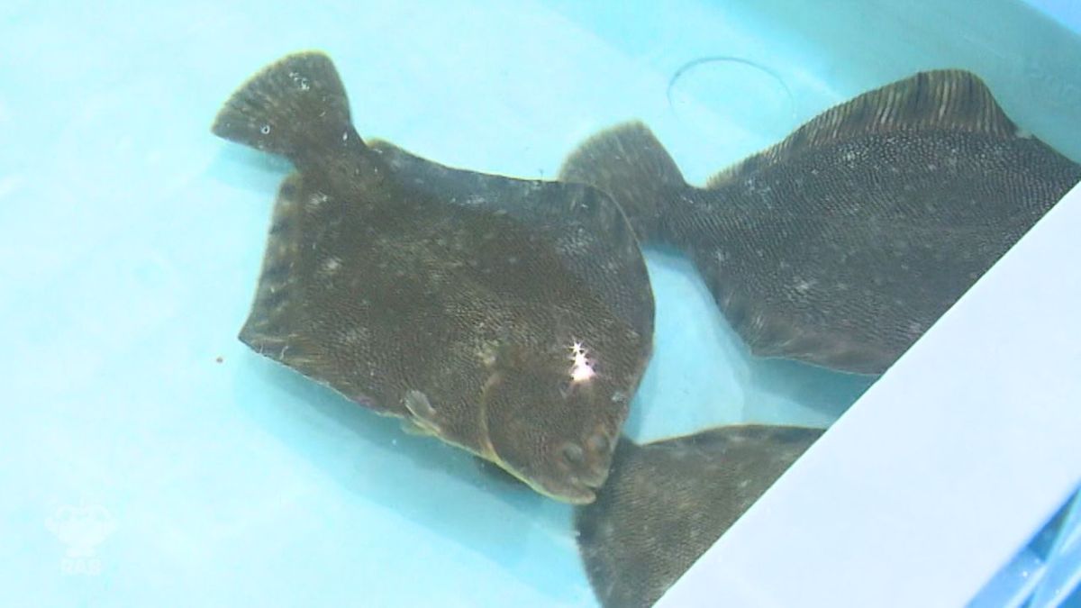 陸上養殖のマツカワも推していきたい」高級カレイ“マツカワ”初せりは 