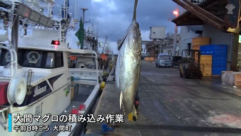 大間マグロ　豊洲へ出荷　すでに１００本以上が水揚げ　２７０キロの大物釣った漁師は「なんとか（1番に）いってほしいな」