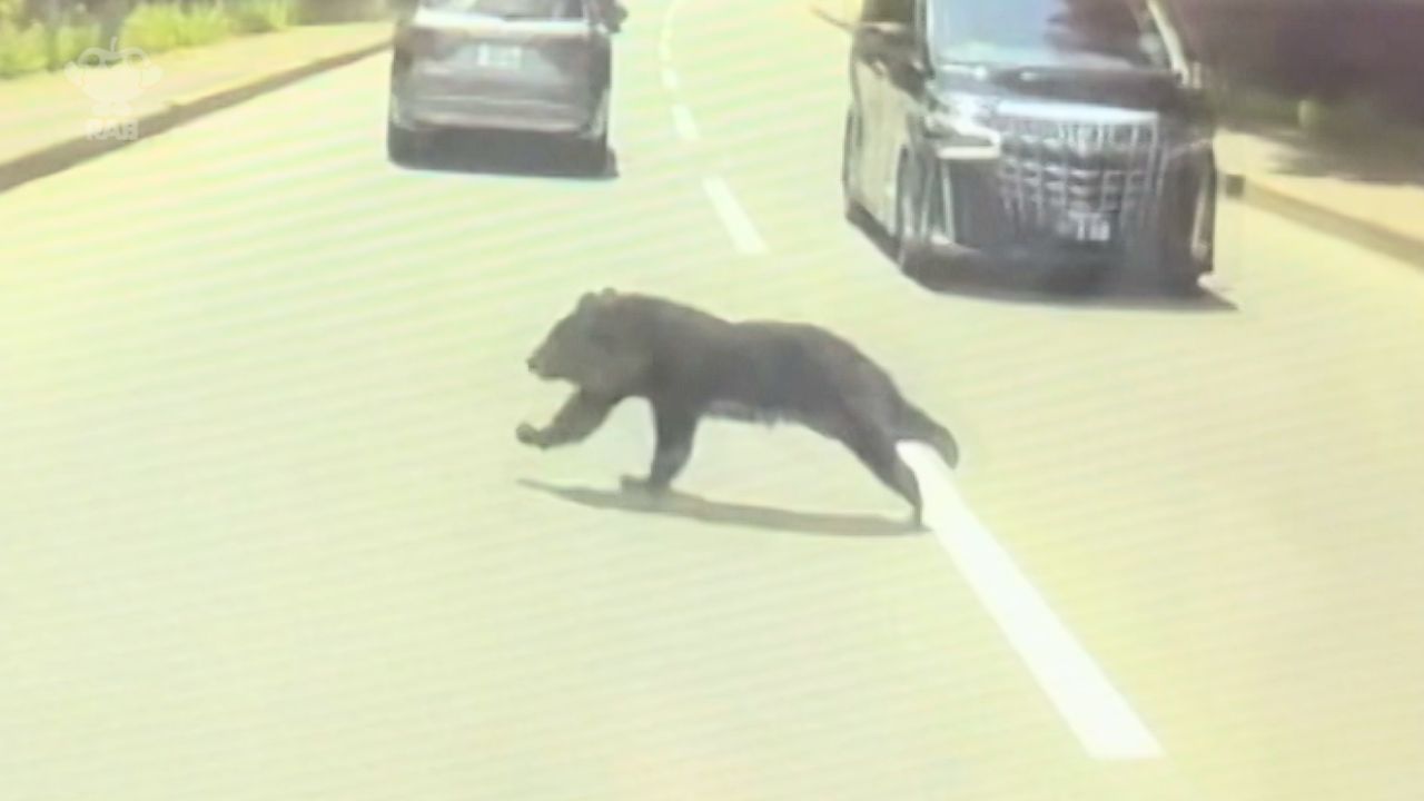 突然“飛び出す”クマに注意！車との衝突は『物損事故』扱いに 青森市で