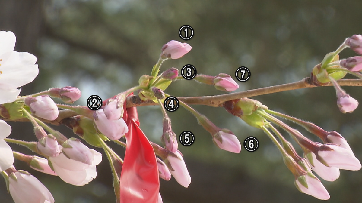 1つの花芽から“7つの花”…珍しい「七輪咲き桜」を見つけるなら今