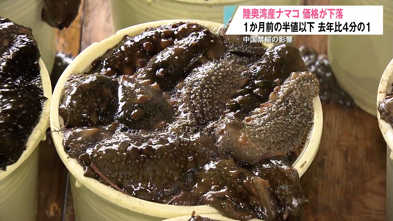 中国ショック再び…青森県産ナマコが歴史的安値 漁師「正直きつい