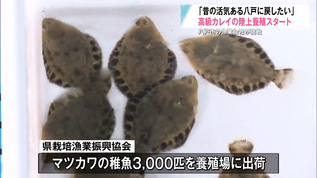 ハマ再生へ】水温を一定に保つ“閉鎖循環式”の養殖場が完成 高級カレイ
