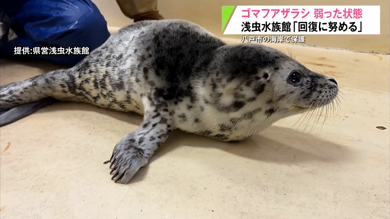 蕪島近くの海岸でゴマフアザラシの赤ちゃん発見 浅虫水族館で保護