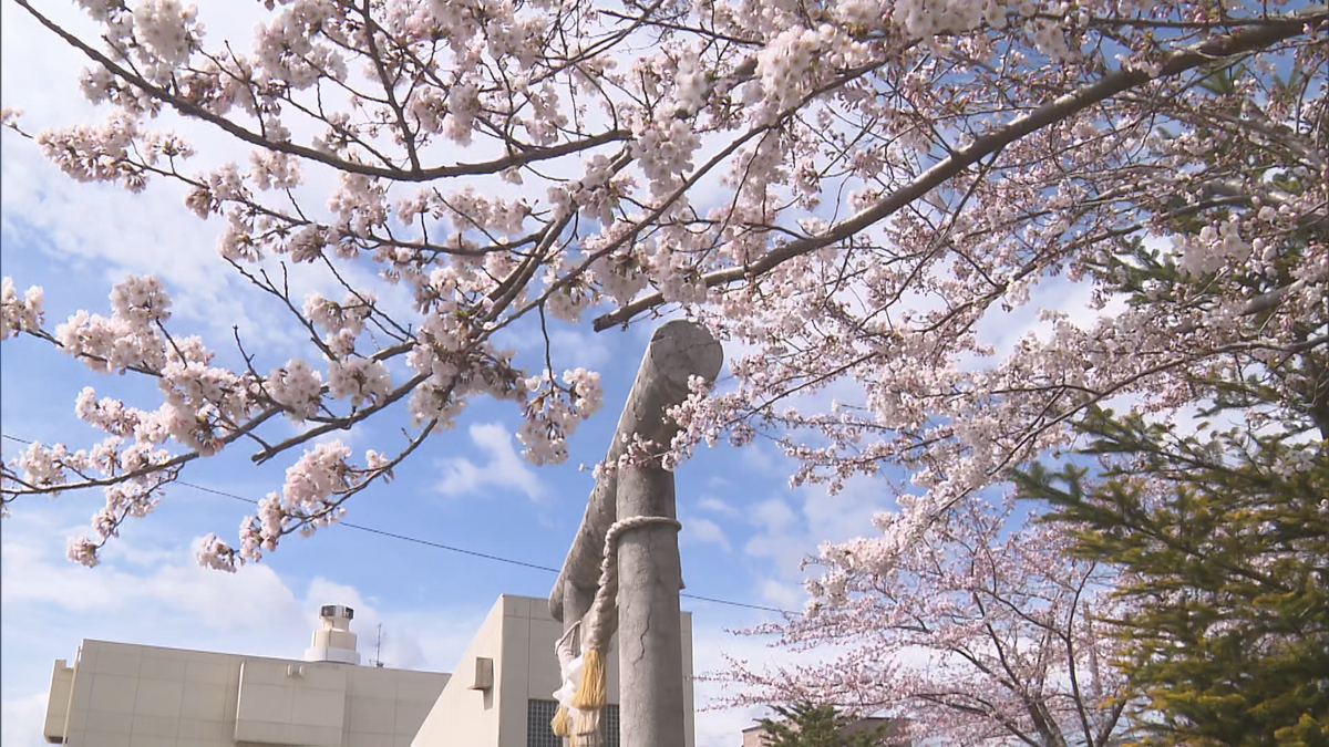 ついに“開花宣言”で桜前線が青森県にも到来！神社のソメイヨシノも見頃に　青森県八戸市