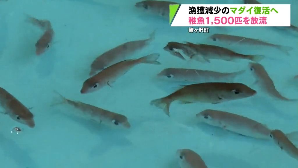 資源確保へ初の「マダイ」稚魚放流　地元の高校生たちがタグづけ　　青森県鰺ヶ沢町