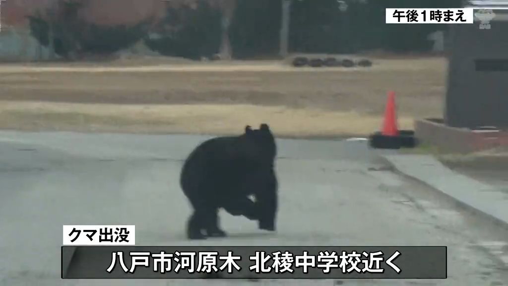 「クマです　クマがいました」取材中のカメラの前にクマが！　八戸市で目撃が相次ぎ中学校前にも出没