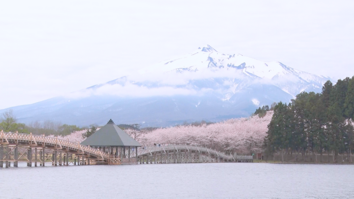 いまだけの絶景！満開の桜と残雪の岩木山に鶴の舞橋　“突然咲き始めた”隠れた人気スポットも　青森県鶴田町