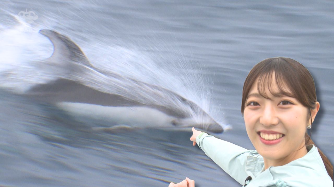 広い窓でイルカウォッチング！新しいフェリーで陸奥湾にくる野生の