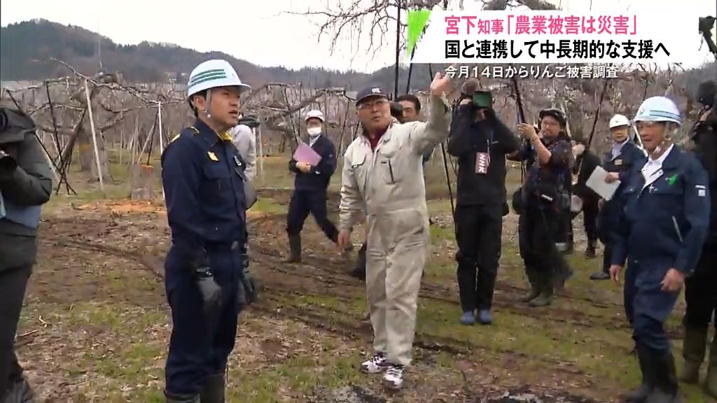 「災害だと捉えています」宮下知事が大雪被害のりんご園を視察　 国と連携して中長期的な支援へ