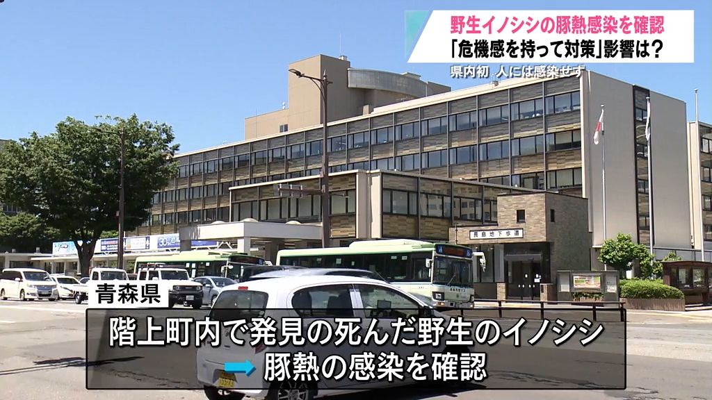 【青森県内初】野生のイノシシから豚熱感染を確認　養豚関係者が警戒感強める