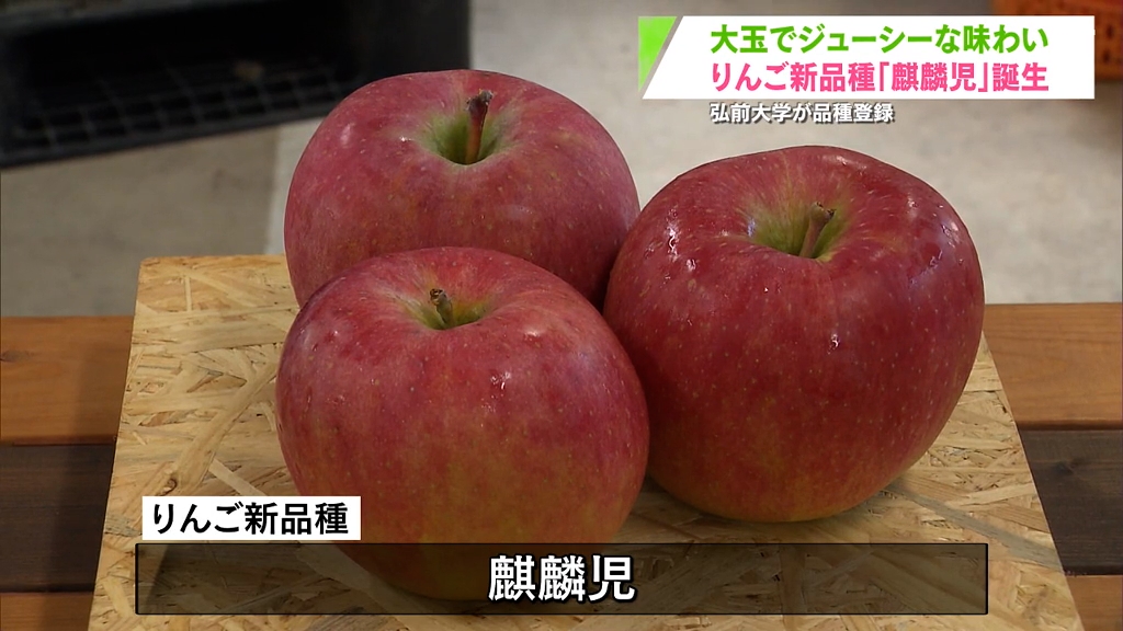 弘前大学発りんご新品種「麒麟児」がお披露目 鳥取県との関わりは