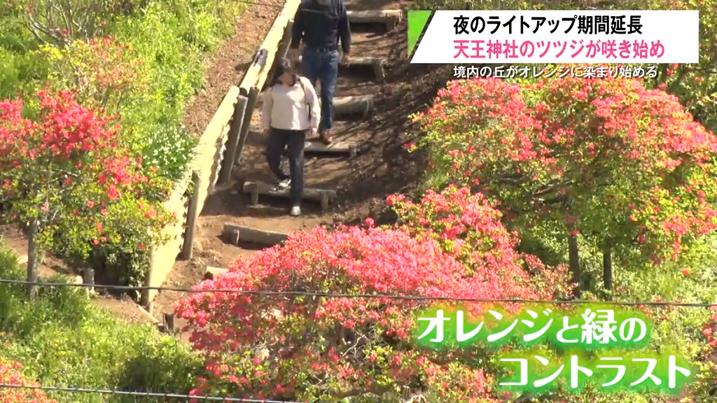 境内全体を覆う鮮やかなツツジが色づき始めた「天王神社」 見ごろが