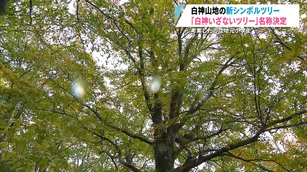 世界遺産の新シンボルは『白神いざないツリー』　小学生が込めた思いとは？　青森県西目屋村