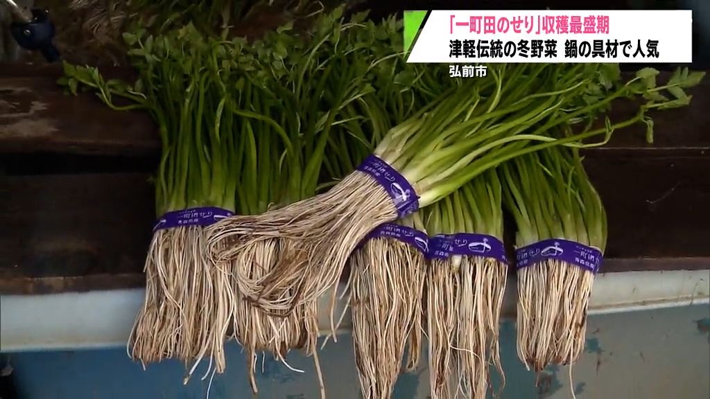 厳しい寒さで育つ伝統野菜「一町田のせり」収穫最盛期　青森県弘前市