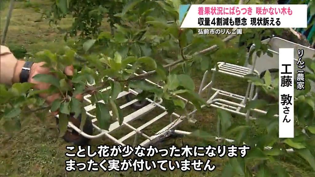 弘前市長が園地視察 りんご着果にばらつき見られ収量減が心配