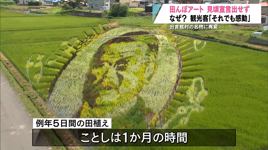 田舎館村の名物田んぼアート「見ごろ宣言」出せない異変