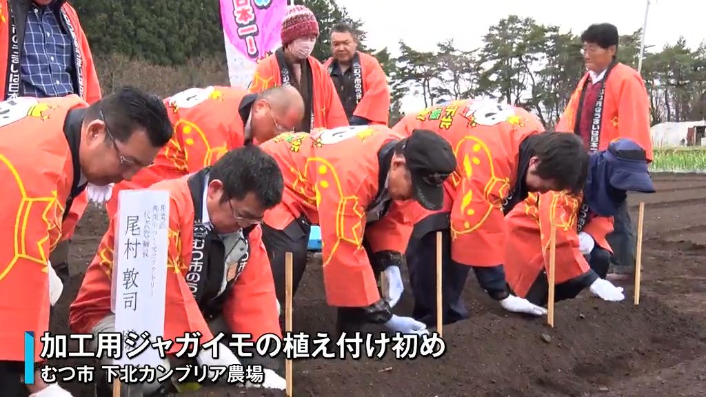 特産ポテトチップスへ！去年の倍以上となる加工用のジャガイモを植え付け　青森県むつ市