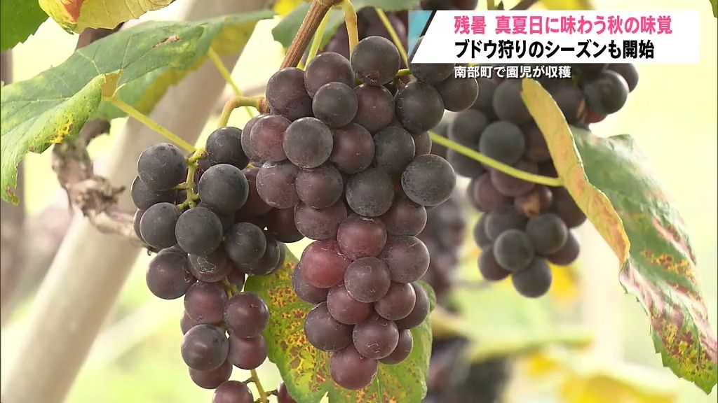 秋の味覚　青森県南部町ではブドウ狩り、鰺ヶ沢町では給食にスイカ風「溶けないアイス」