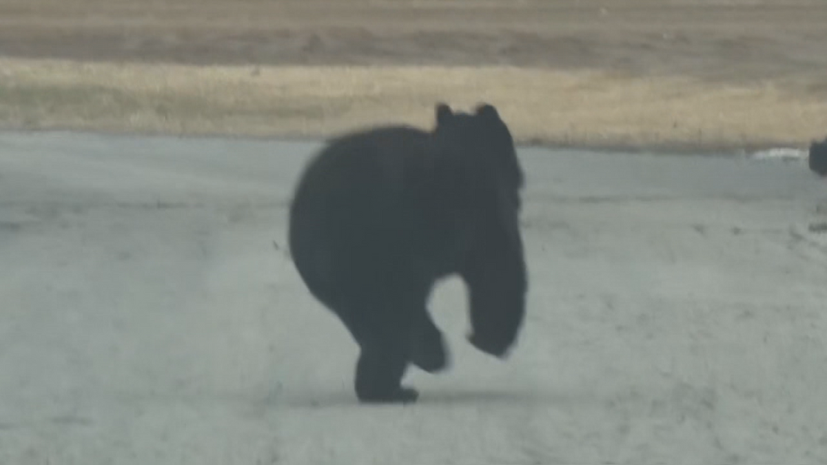 「想定していなかった部分あった…」北八甲田クマ死亡事故受け青森県青森市が対応マニュアル見直しへ　県内きょうも“冬眠しないクマ”目撃