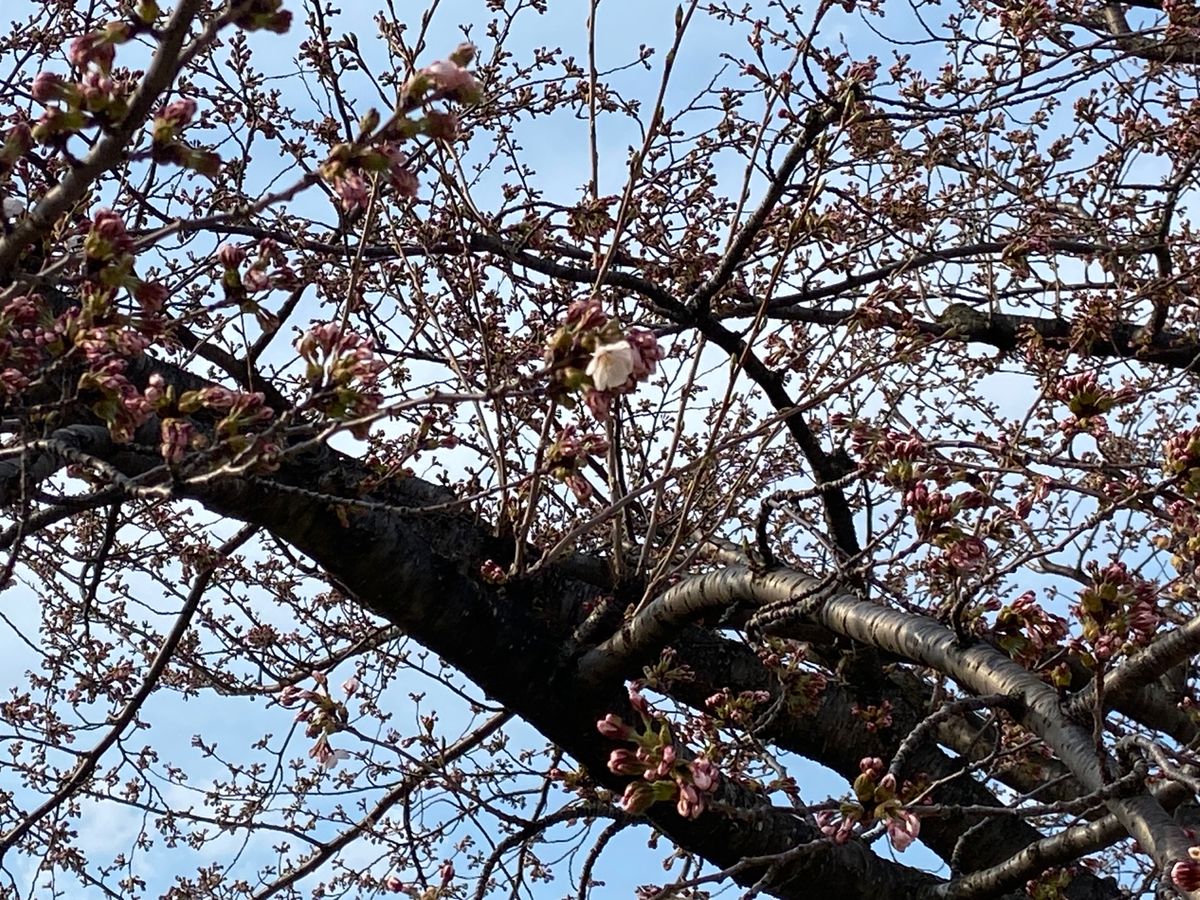 【速報】青森市のソメイヨシノ開花発表