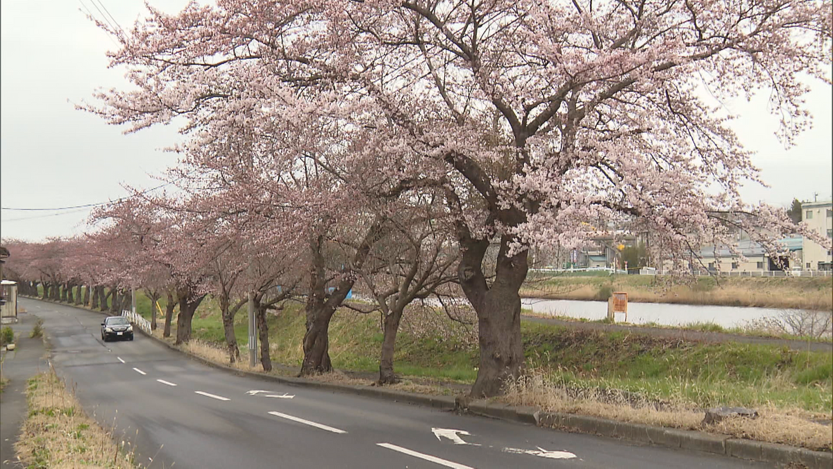 もう青森県内で桜並木が見られる！新井田川沿いのソメイヨシノが5分咲きに　青森県八戸市