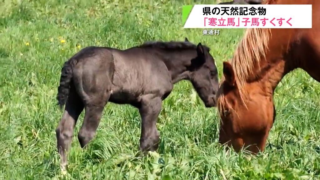 すくすく育つ「寒立馬」の子馬たち　放牧場を元気に走り母馬に寄り添う愛くるしい姿も　青森県東通村
