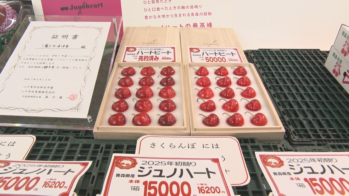 粒が大きくておいしそう」青森県産サクランボの独自品種・ジュノハート