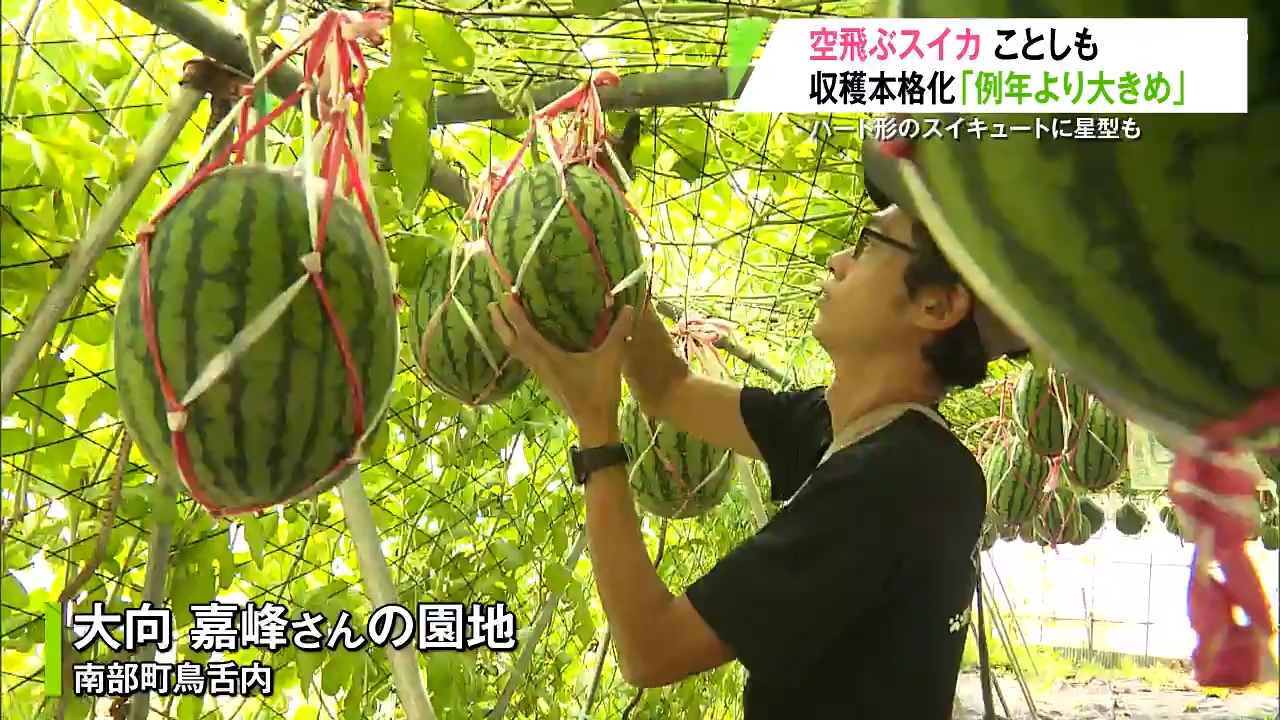 空飛ぶスイカ」南部華手毬の収穫が本格化！ユニークな“ハート形”や“星