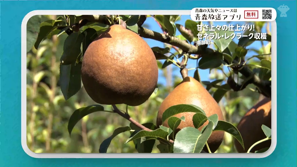 贈答用に重宝されるフランス原産の“高級洋梨”『ゼネラル・レクラーク