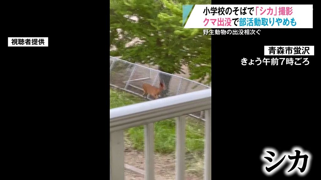 「危ないなと思って…」学校付近に野生動物の出没相次ぐ！青森市では「シカ」を捕獲　七戸町では「クマ」目撃で部活動取りやめも　青森県