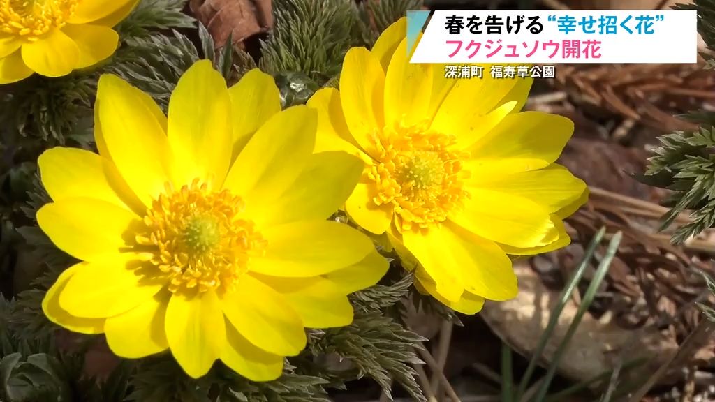 春の陽気に誘われて…フクジュソウが咲き始める　桜の開花は平年より早まる？