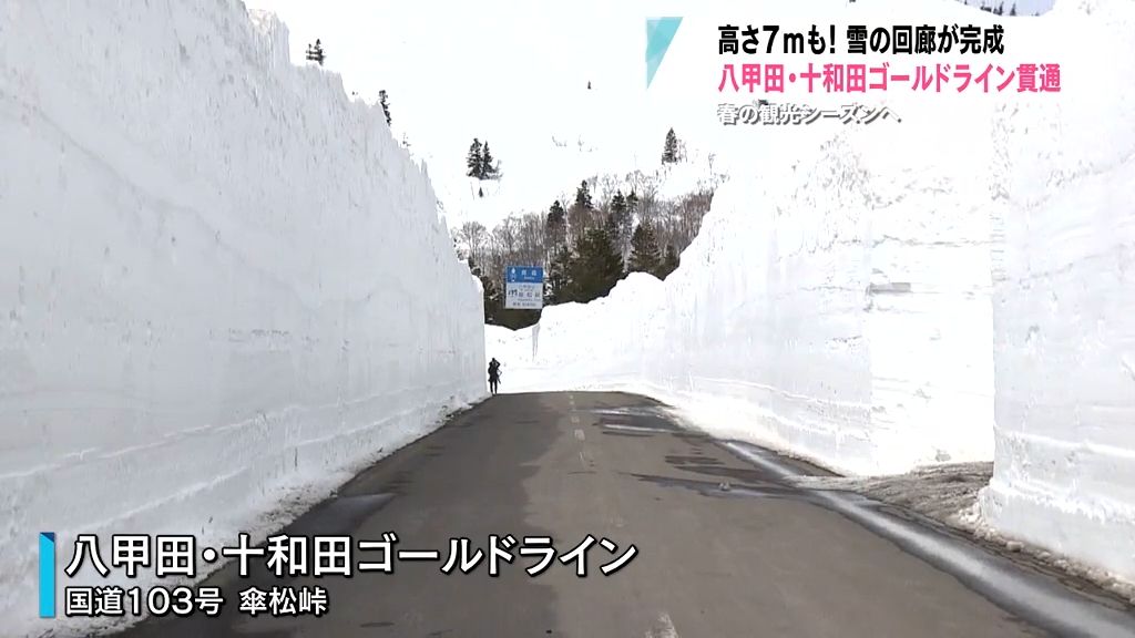八甲田に春　雪の回廊は高さ7メートルに達する場所も　八甲田・十和田ゴールドライン貫通